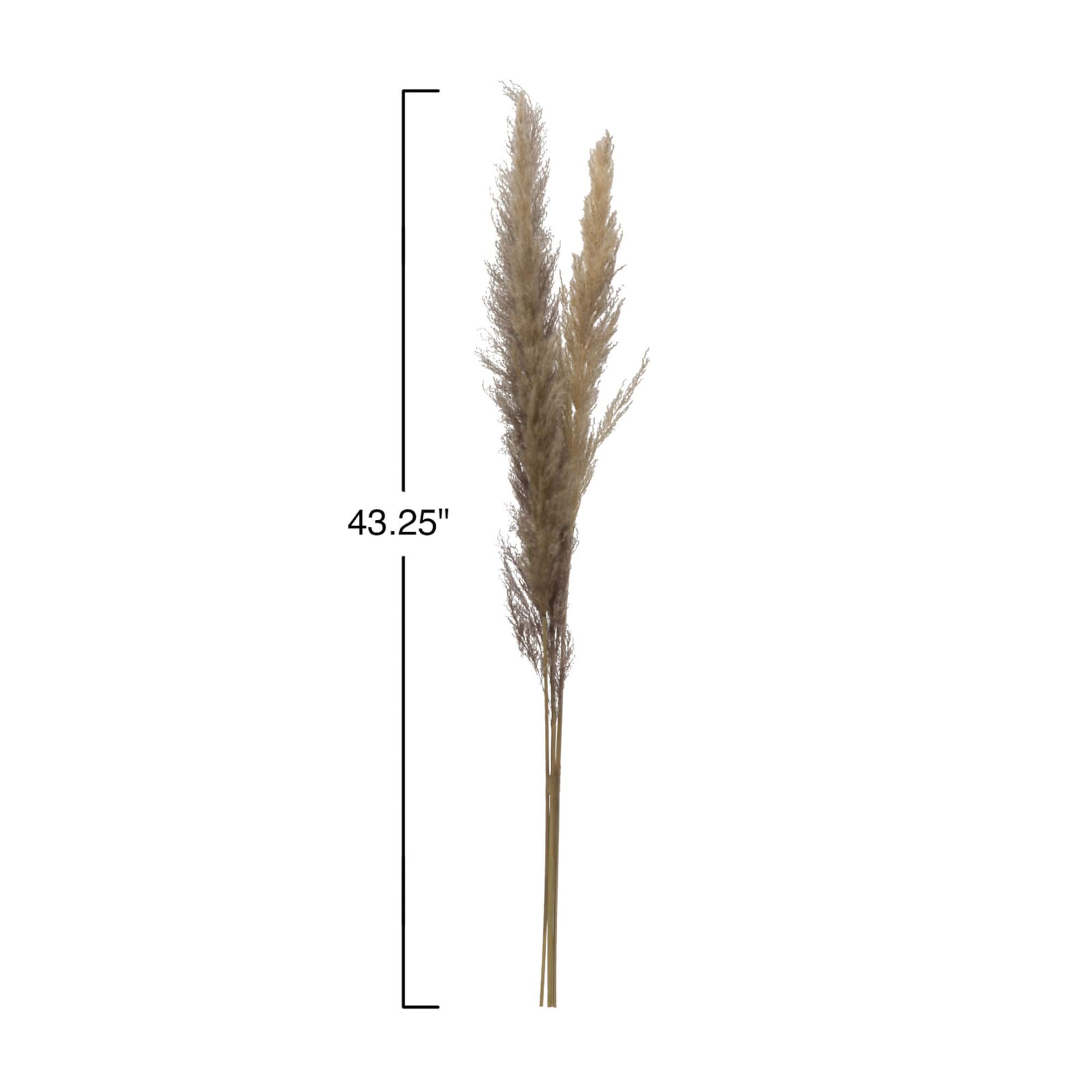 Hello Honey® Dried Natural Pampas Grass Bunch